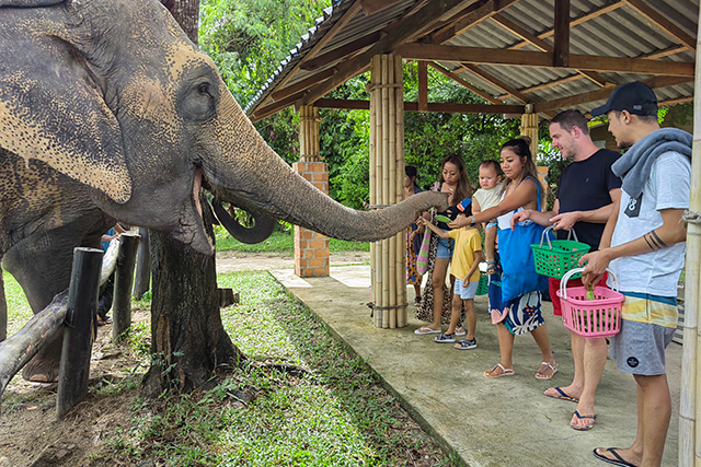 elephant trip phuket