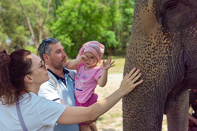 phuket thailand elephant safari